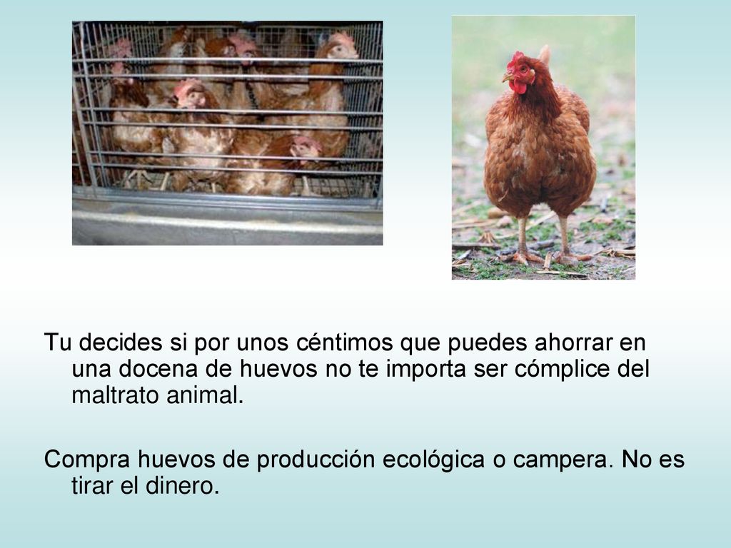 Tu decides si por unos céntimos que puedes ahorrar en una docena de huevos no te importa ser cómplice del maltrato animal.
