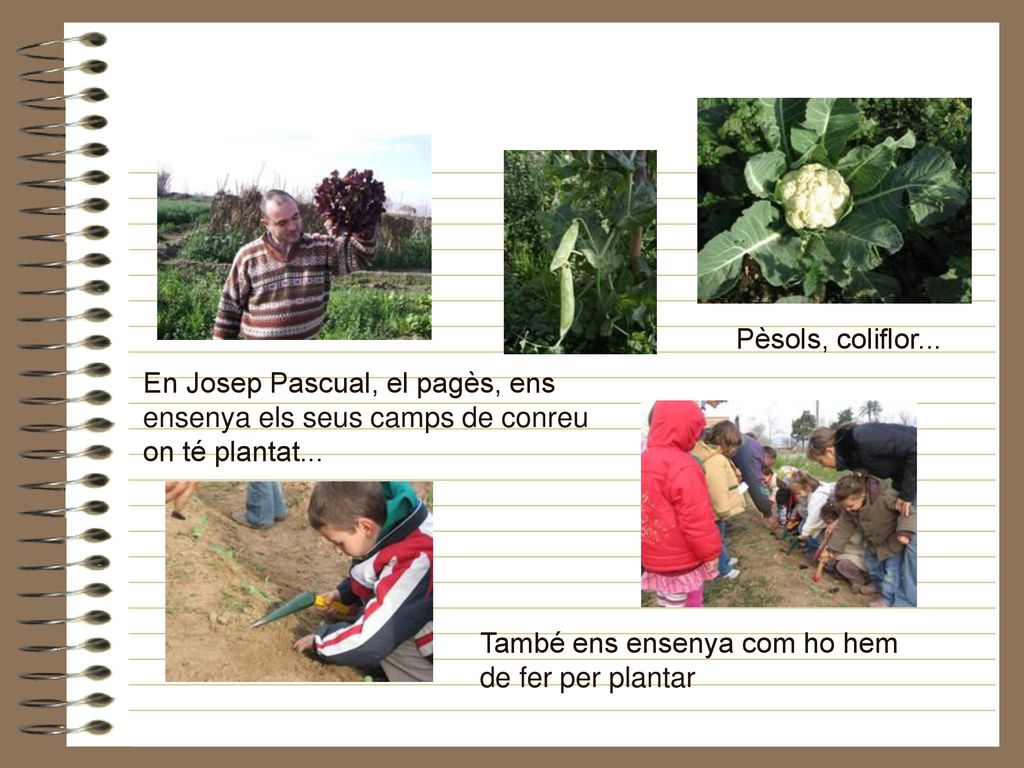 Pèsols, coliflor... En Josep Pascual, el pagès, ens ensenya els seus camps de conreu on té plantat...