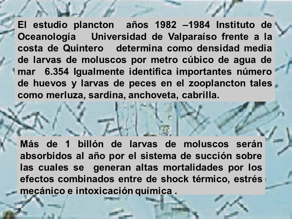 El estudio plancton años 1982 –1984 Instituto de Oceanología Universidad de Valparaíso frente a la costa de Quintero determina como densidad media de larvas de moluscos por metro cúbico de agua de mar Igualmente identifica importantes número de huevos y larvas de peces en el zooplancton tales como merluza, sardina, anchoveta, cabrilla.