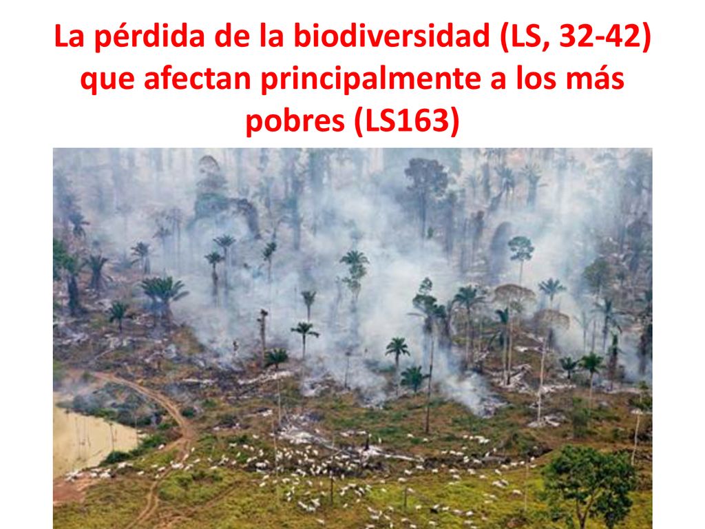 La pérdida de la biodiversidad (LS, 32-42) que afectan principalmente a los más pobres (LS163)