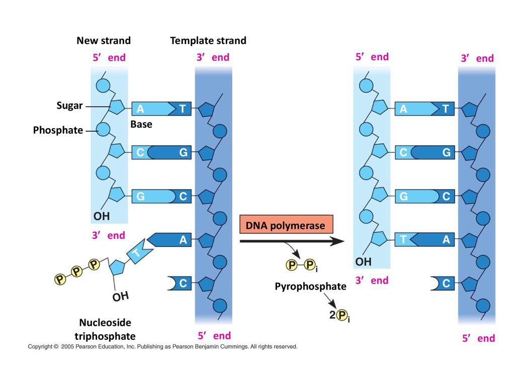 New strand Template strand. 5¢ end. 3¢ end. 5¢ end. 3¢ end. Sugar. Base. Phosphate. DNA polymerase.
