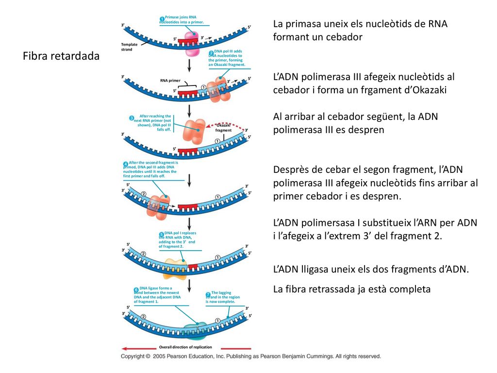 Primase joins RNA nucleotides into a primer. La primasa uneix els nucleòtids de RNA formant un cebador.