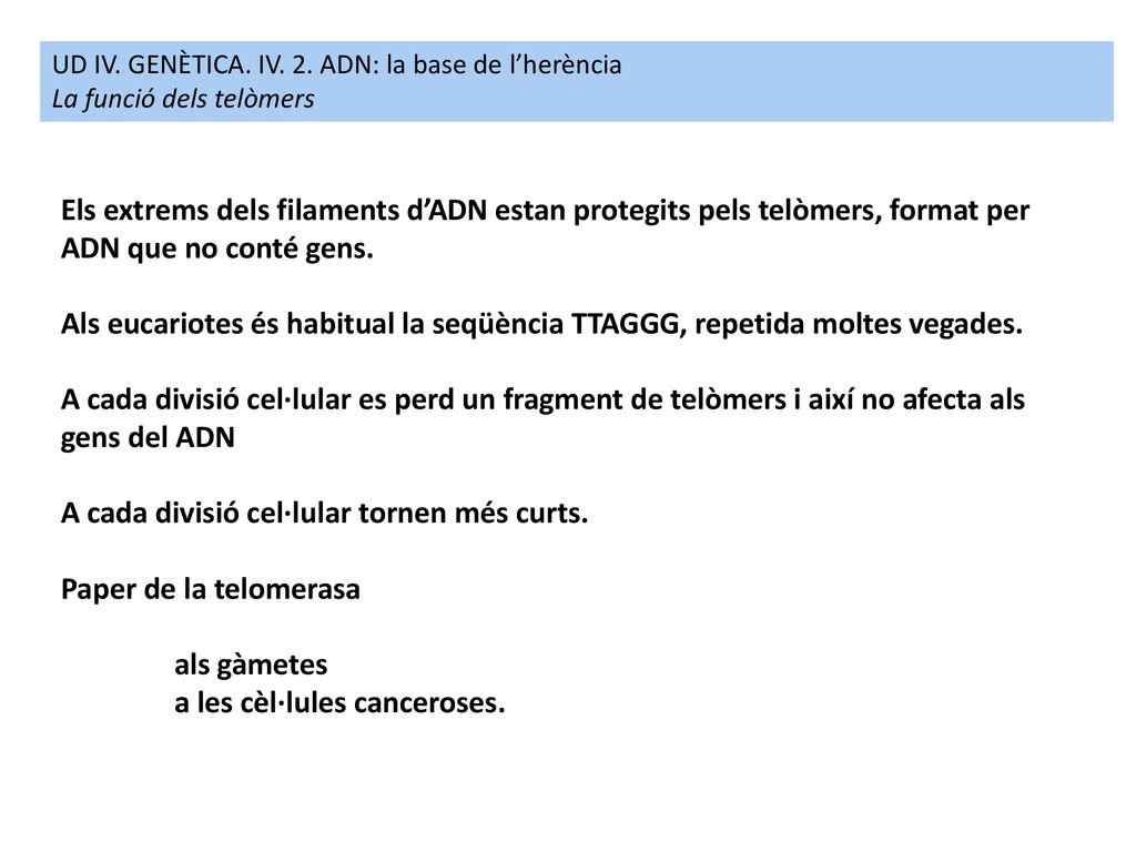 A cada divisió cel·lular tornen més curts. Paper de la telomerasa