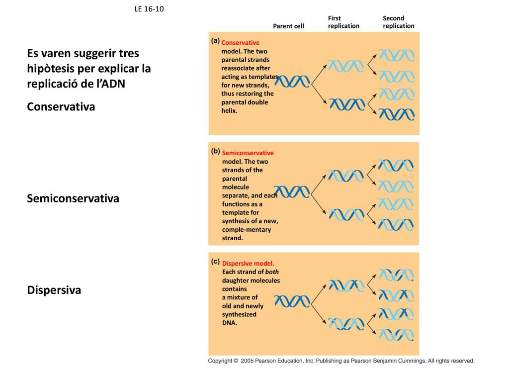 Es varen suggerir tres hipòtesis per explicar la replicació de l’ADN