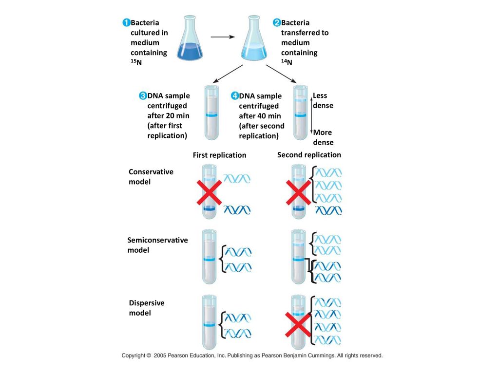 Bacteria cultured in. medium. containing. 15N. Bacteria. transferred to. medium. containing.