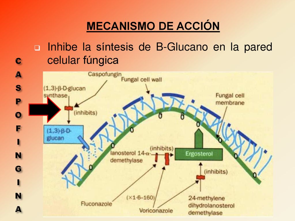 Inhibe la síntesis de B-Glucano en la pared celular fúngica