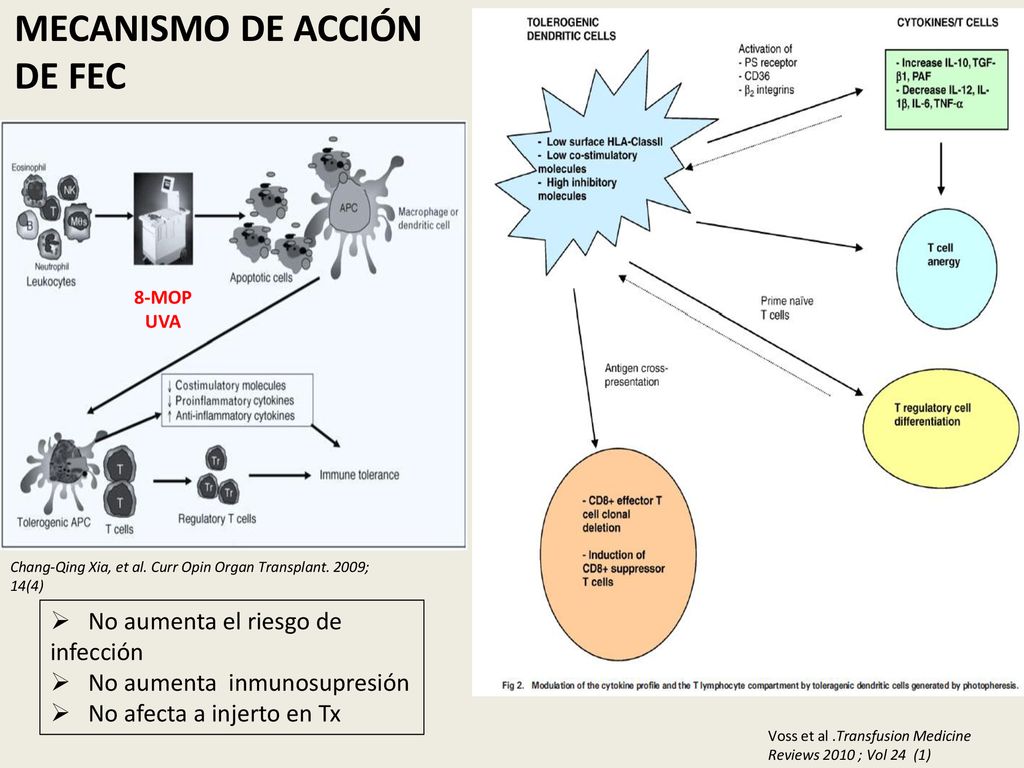 MECANISMO DE ACCIÓN DE FEC No aumenta el riesgo de infección