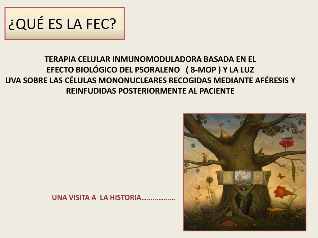 ¿QUÉ ES LA FEC TERAPIA CELULAR INMUNOMODULADORA BASADA EN EL