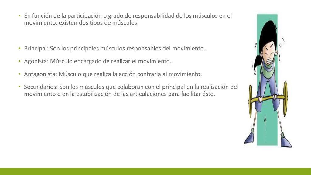 En función de la participación o grado de responsabilidad de los músculos en el movimiento, existen dos tipos de músculos: