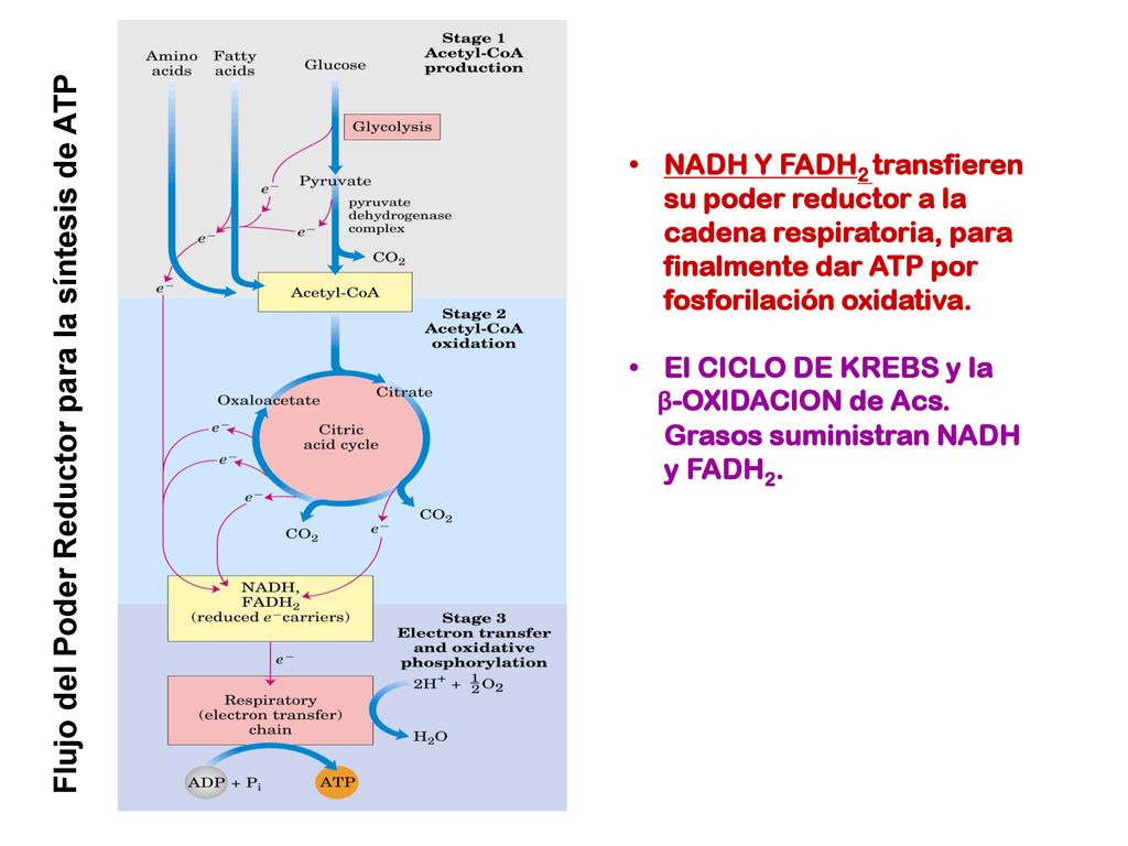 Flujo del Poder Reductor para la síntesis de ATP