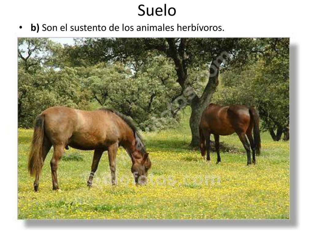 Suelo b) Son el sustento de los animales herbívoros.