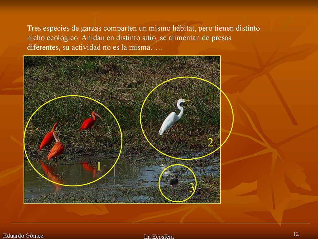 Tres especies de garzas comparten un mismo hábitat, pero tienen distinto nicho ecológico. Anidan en distinto sitio, se alimentan de presas diferentes, su actividad no es la misma…..