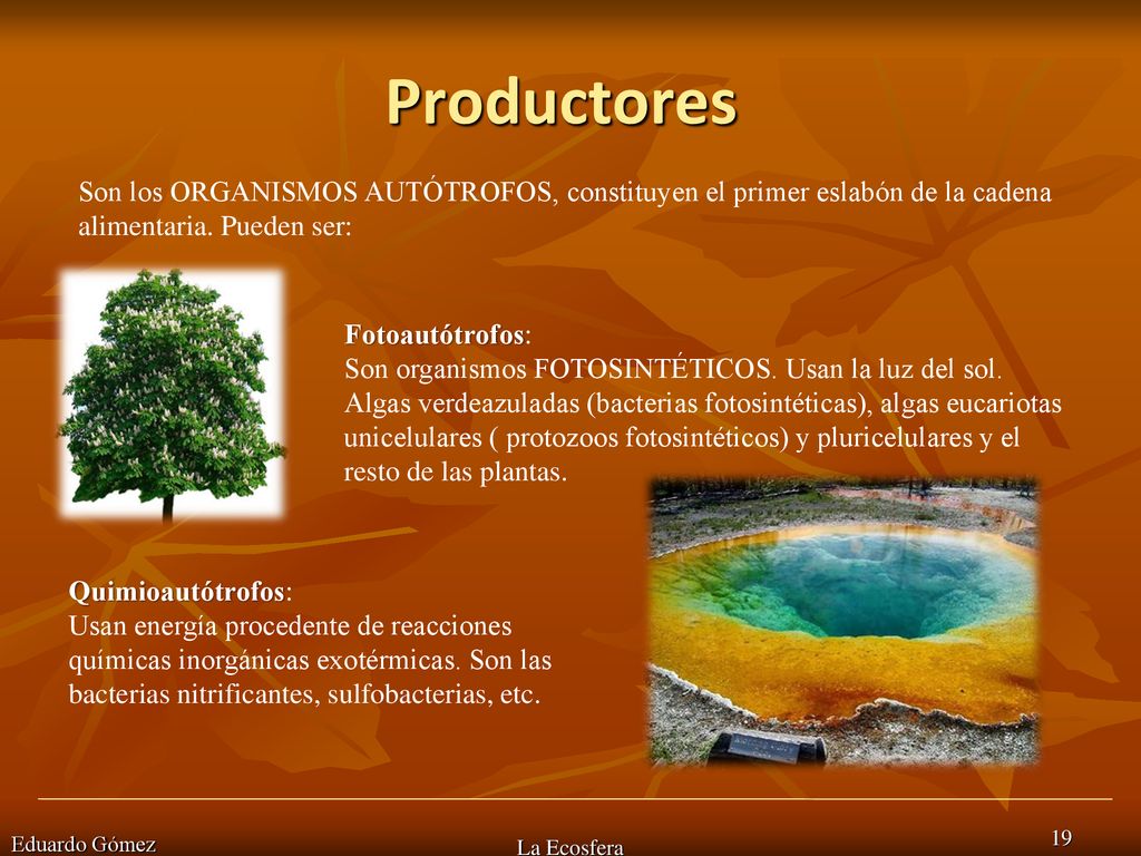 Productores Son los ORGANISMOS AUTÓTROFOS, constituyen el primer eslabón de la cadena alimentaria. Pueden ser: