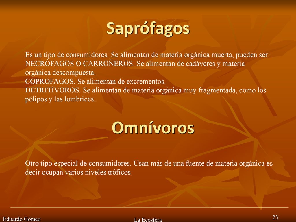 Saprófagos Es un tipo de consumidores. Se alimentan de materia orgánica muerta, pueden ser: