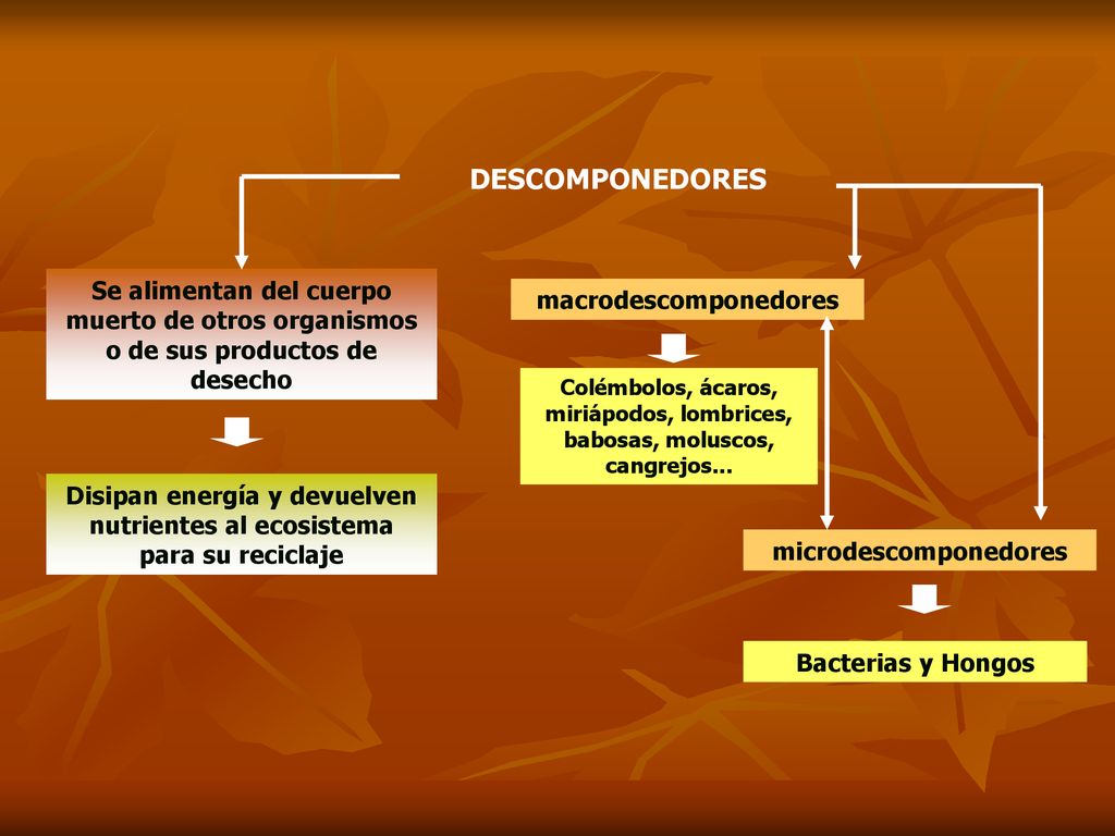 DESCOMPONEDORES Se alimentan del cuerpo muerto de otros organismos o de sus productos de desecho. macrodescomponedores.