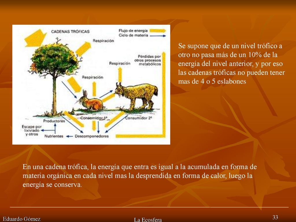 Se supone que de un nivel trófico a otro no pasa más de un 10% de la energía del nivel anterior, y por eso las cadenas tróficas no pueden tener mas de 4 o 5 eslabones