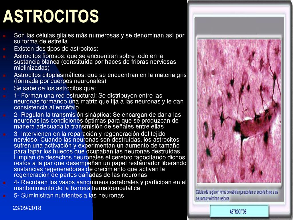 ASTROCITOS Son las células gliales más numerosas y se denominan así por su forma de estrella. Existen dos tipos de astrocitos: