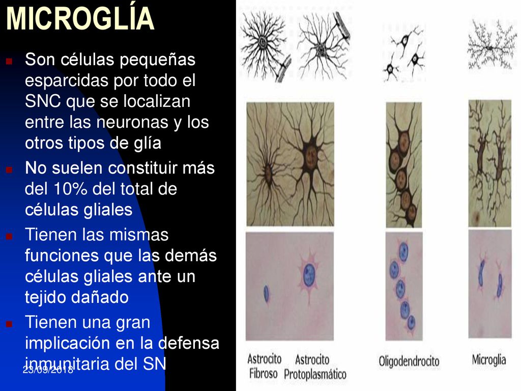 MICROGLÍA Son células pequeñas esparcidas por todo el SNC que se localizan entre las neuronas y los otros tipos de glía.