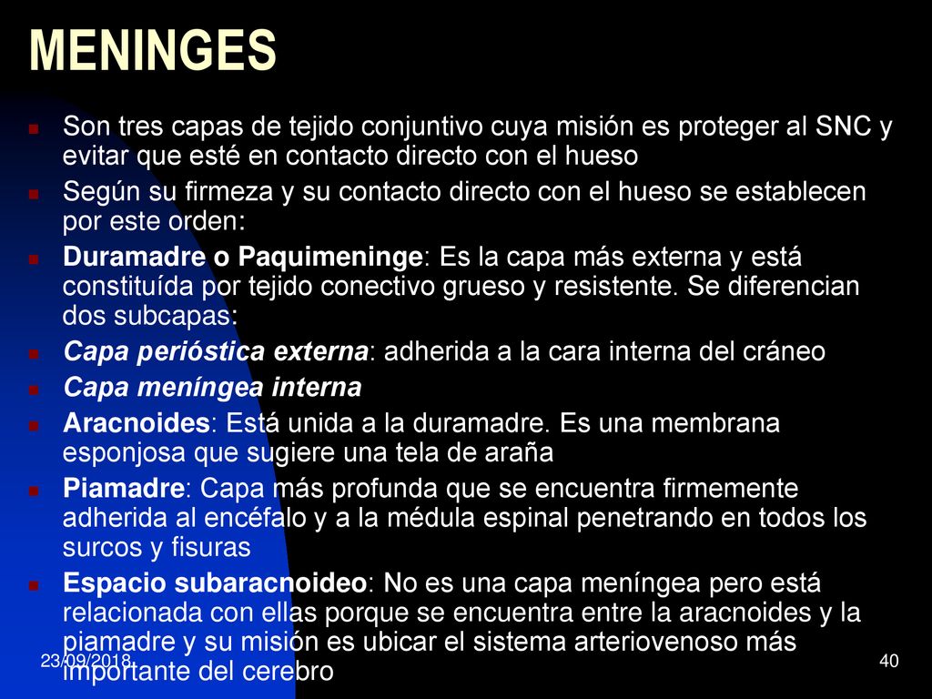 MENINGES Son tres capas de tejido conjuntivo cuya misión es proteger al SNC y evitar que esté en contacto directo con el hueso.