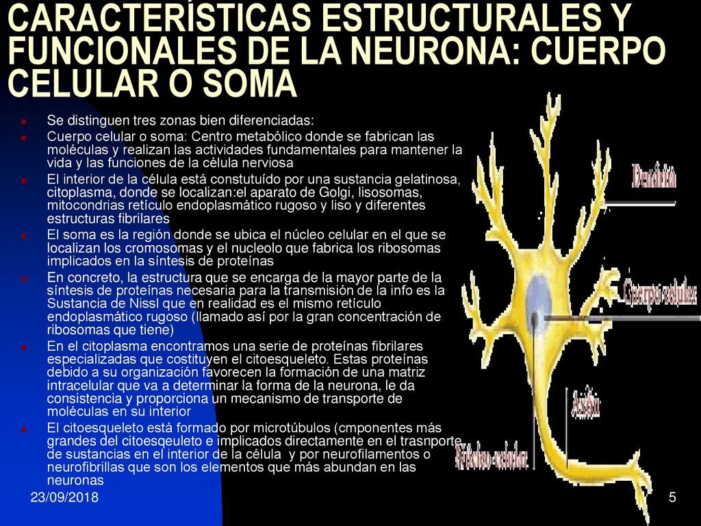 CARACTERÍSTICAS ESTRUCTURALES Y FUNCIONALES DE LA NEURONA: CUERPO CELULAR O SOMA