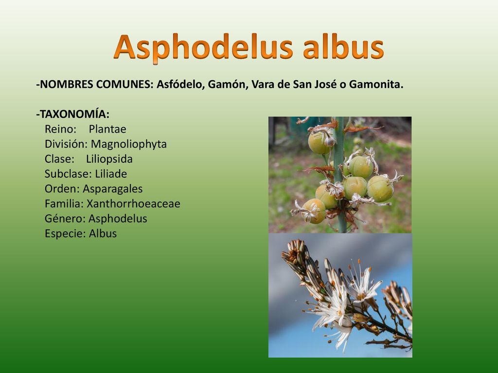 Asphodelus albus -NOMBRES COMUNES: Asfódelo, Gamón, Vara de San José o Gamonita. -TAXONOMÍA: Reino: Plantae.