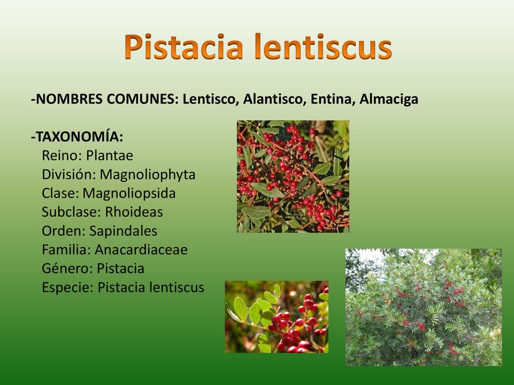 Pistacia lentiscus -NOMBRES COMUNES: Lentisco, Alantisco, Entina, Almaciga. -TAXONOMÍA: Reino: Plantae.