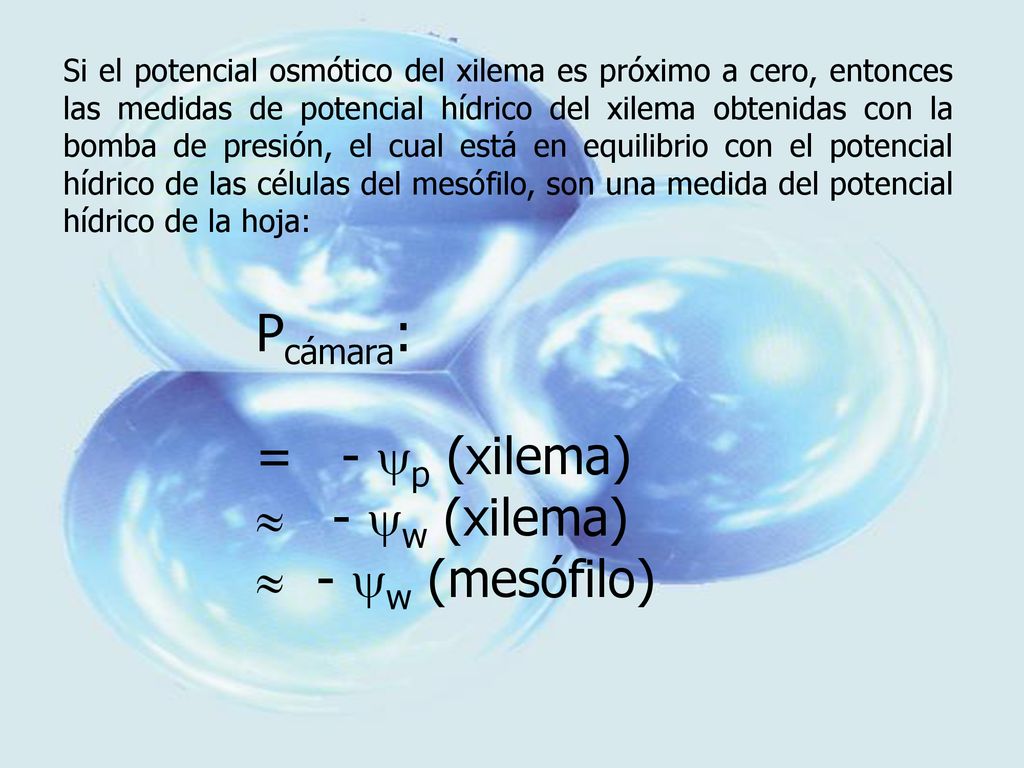 Pcámara: = - p (xilema) - w (xilema) - w (mesófilo)