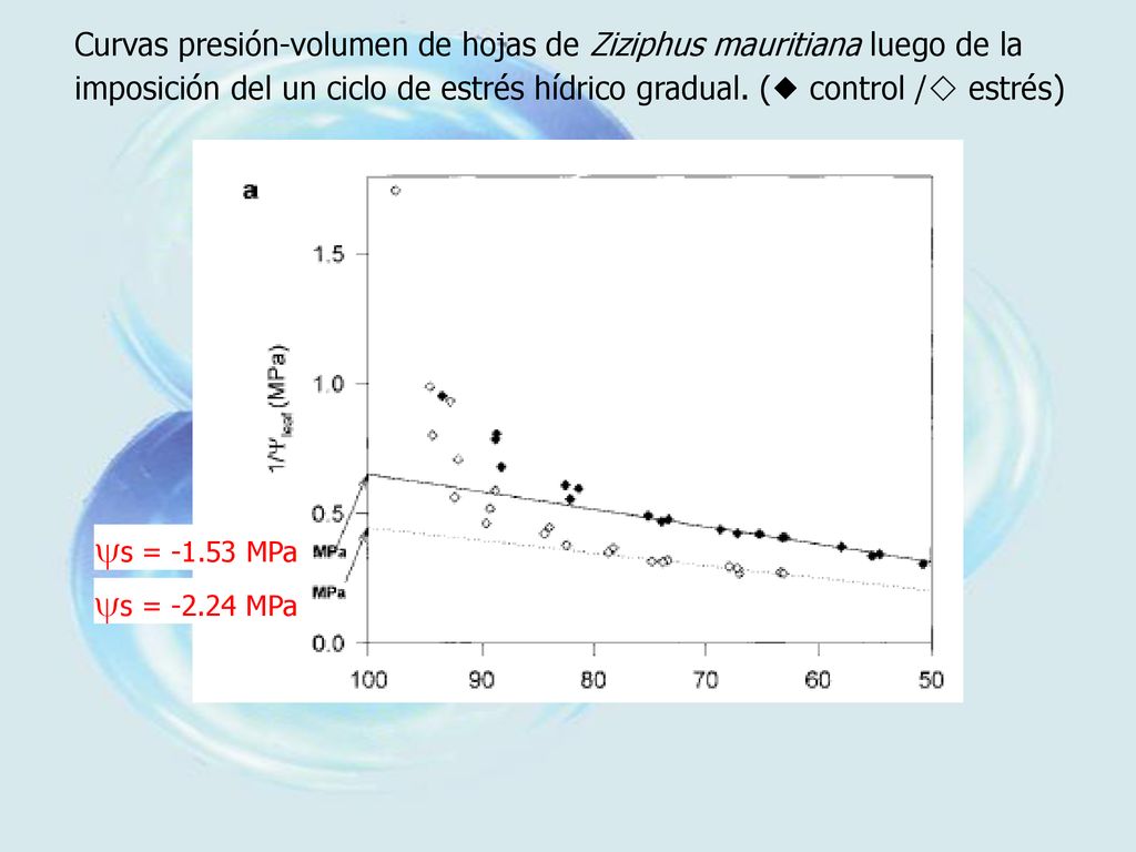 Curvas presión-volumen de hojas de Ziziphus mauritiana luego de la imposición del un ciclo de estrés hídrico gradual. ( control / estrés)