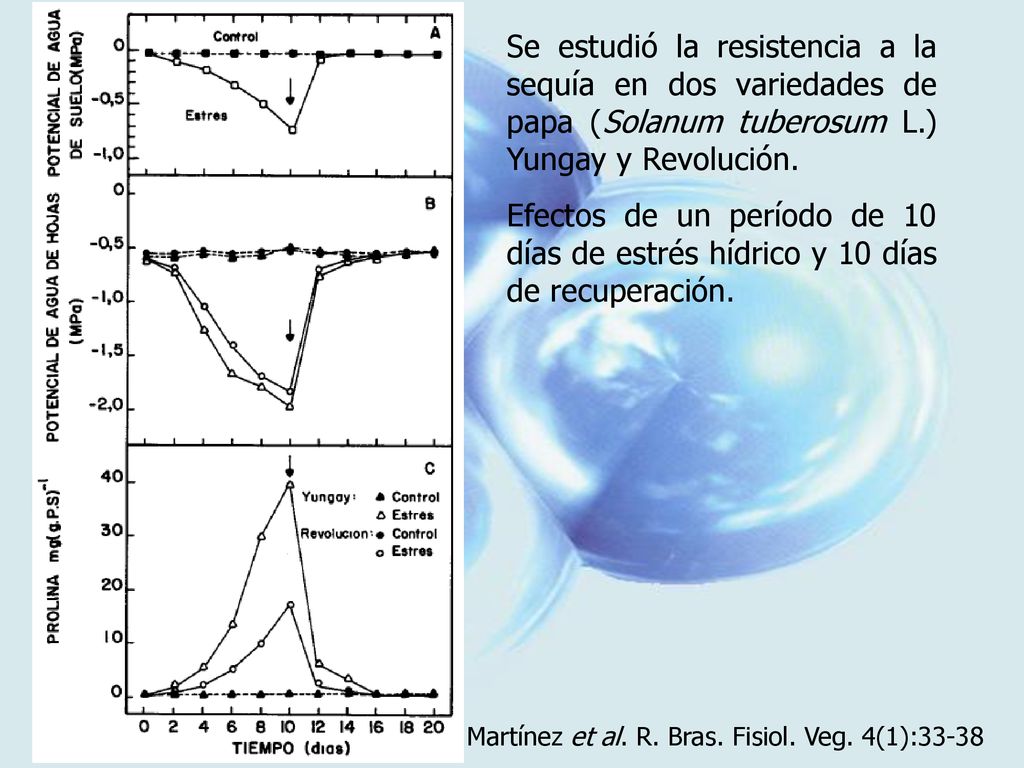 Se estudió la resistencia a la sequía en dos variedades de papa (Solanum tuberosum L.) Yungay y Revolución.