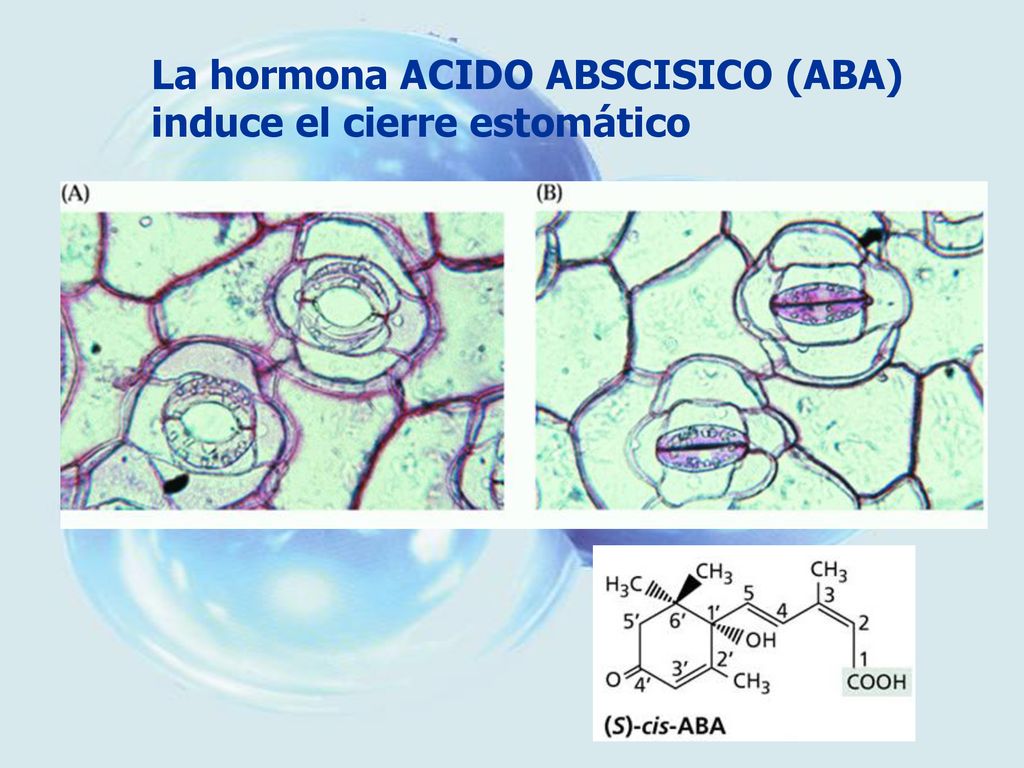 La hormona ACIDO ABSCISICO (ABA) induce el cierre estomático