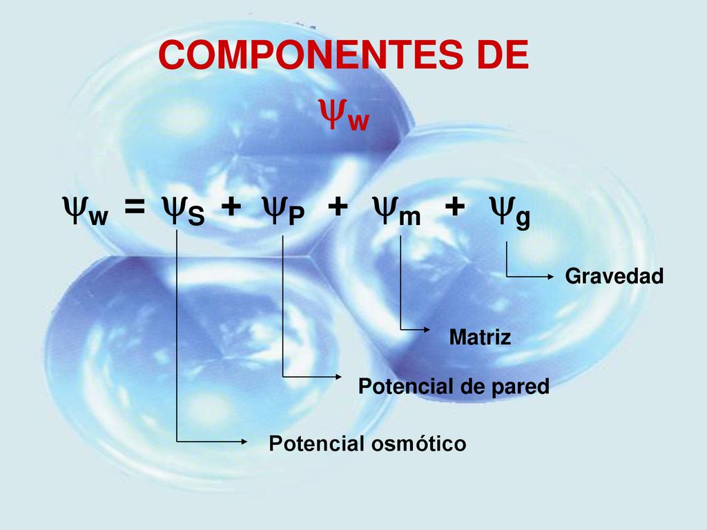 COMPONENTES DE w w = S + P + m + g Gravedad Matriz
