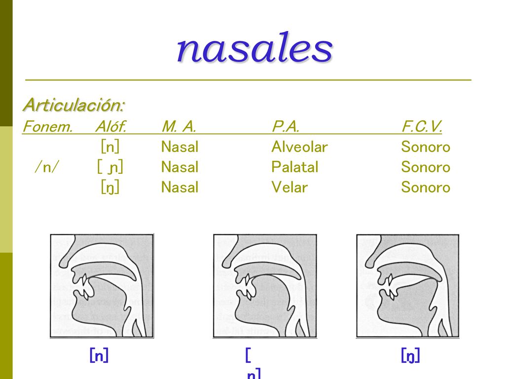 nasales Articulación: Fonem. Alóf. M. A. P.A. F.C.V. [n] Nasal Alveolar Sonoro /n/ [ ɲ] Nasal Palatal Sonoro [ŋ] Nasal Velar Sonoro.