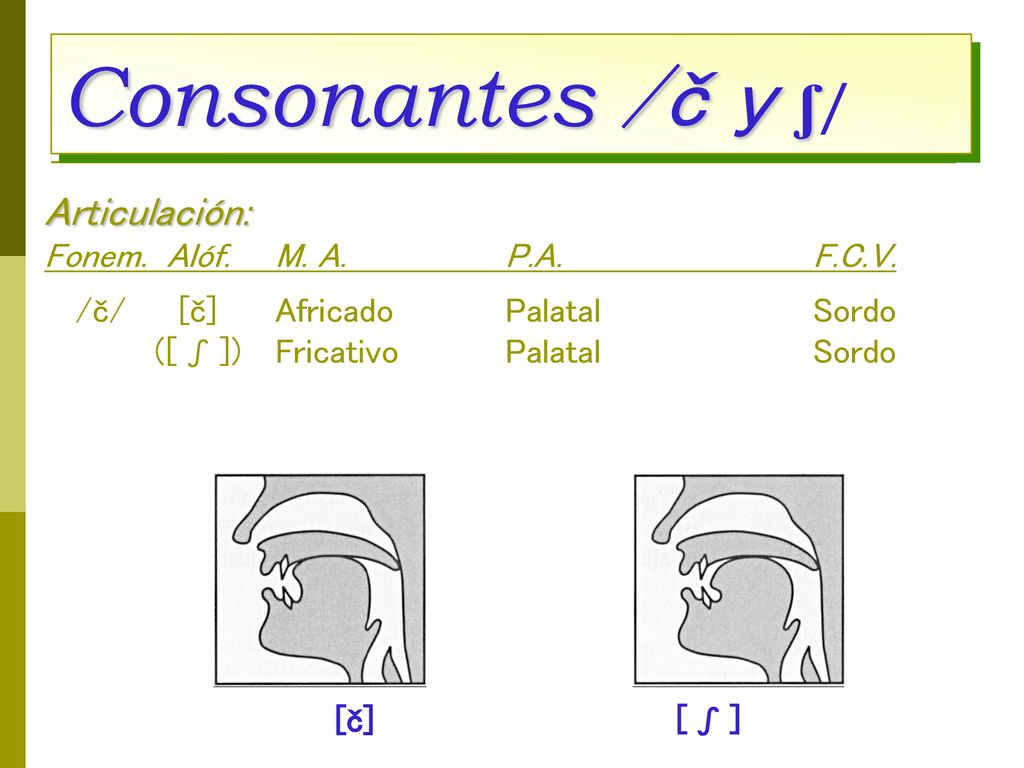 Consonantes /č y ʃ/ Articulación: Fonem. Alóf. M. A. P.A. F.C.V. /č/ [č] Africado Palatal Sordo ([ ʃ ]) Fricativo Palatal Sordo.