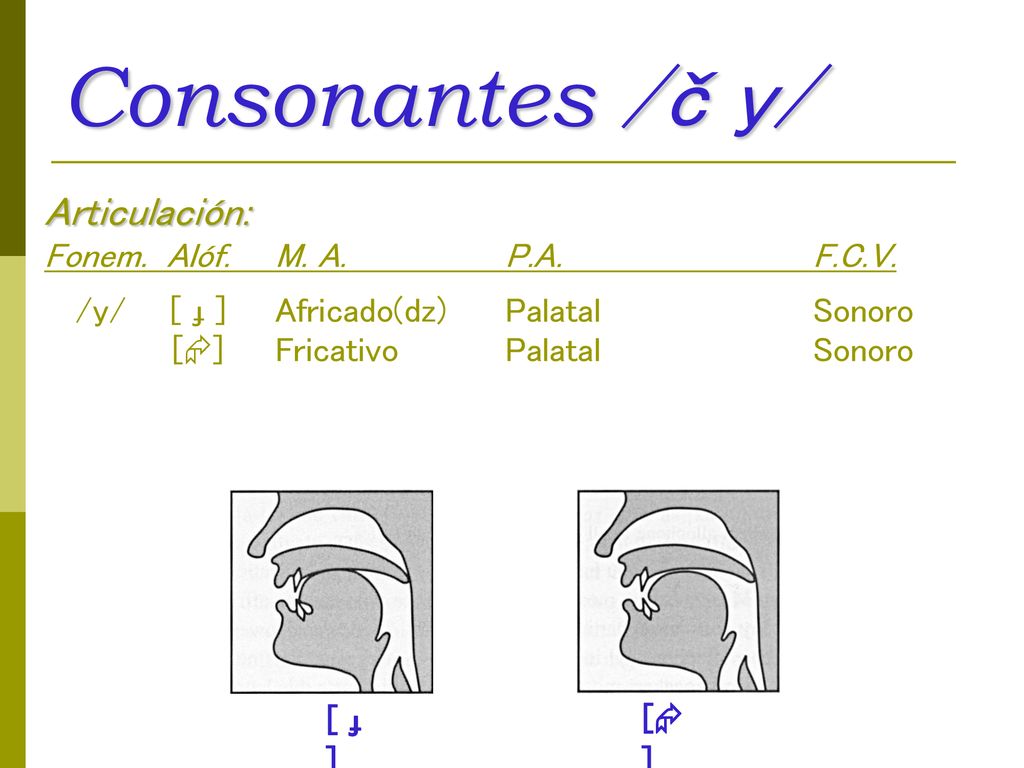 Consonantes /č y/ Articulación: Fonem. Alóf. M. A. P.A. F.C.V. /y/ [ ɟ ] Africado(dz) Palatal Sonoro [] Fricativo Palatal Sonoro.