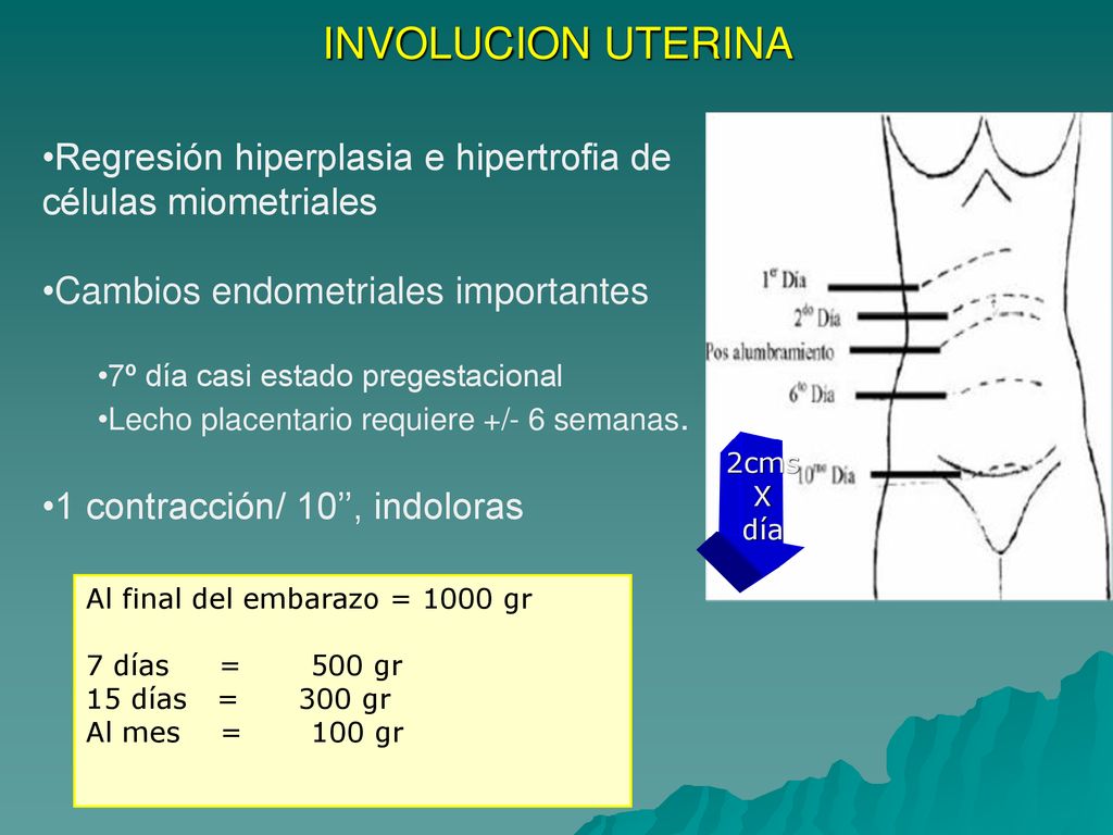 INVOLUCION UTERINA Regresión hiperplasia e hipertrofia de células miometriales. Cambios endometriales importantes.