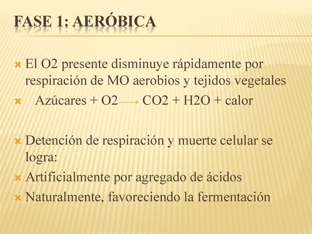 FASE 1: AERÓBICA El O2 presente disminuye rápidamente por respiración de MO aerobios y tejidos vegetales.