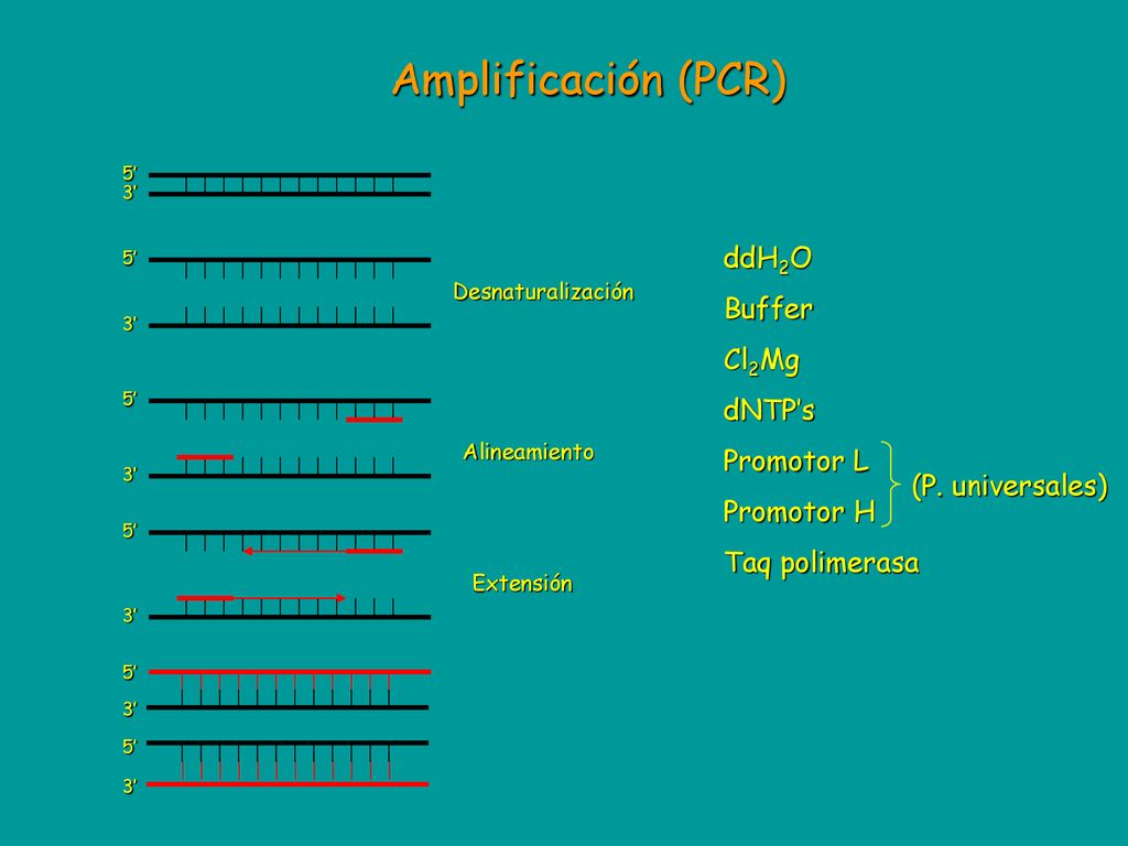 Amplificación (PCR) ddH2O Buffer Cl2Mg dNTP’s Promotor L Promotor H