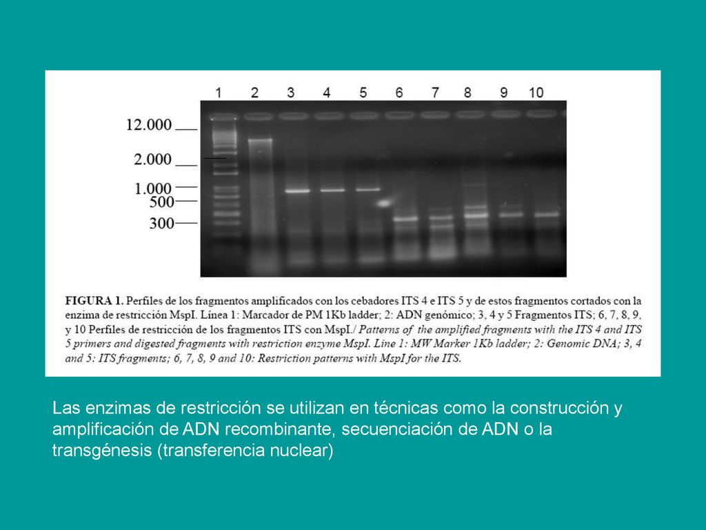 Las enzimas de restricción se utilizan en técnicas como la construcción y amplificación de ADN recombinante, secuenciación de ADN o la transgénesis (transferencia nuclear)