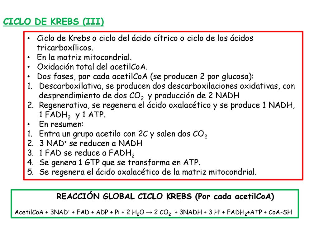 CICLO DE KREBS (III) Ciclo de Krebs o ciclo del ácido cítrico o ciclo de los ácidos tricarboxílicos.