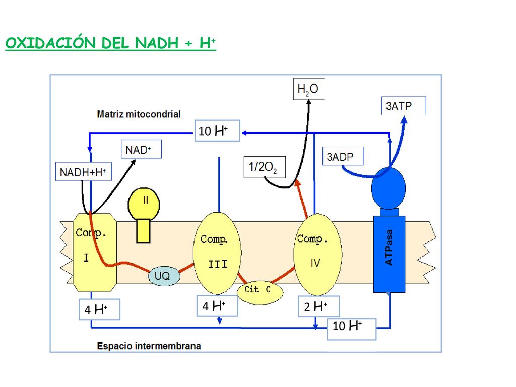 OXIDACIÓN DEL NADH + H+ 10 H+ 4 H+ 4 H+ 2 H+ 10 H+