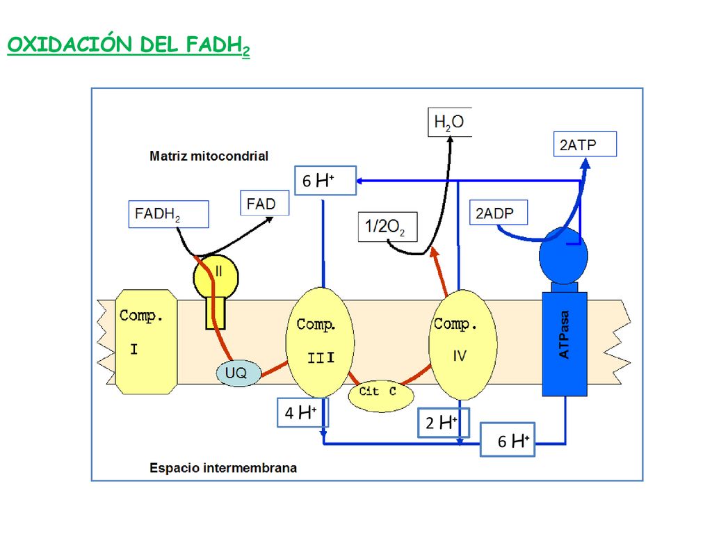 OXIDACIÓN DEL FADH2 6 H+ 4 H+ 2 H+ H+ 6 H+