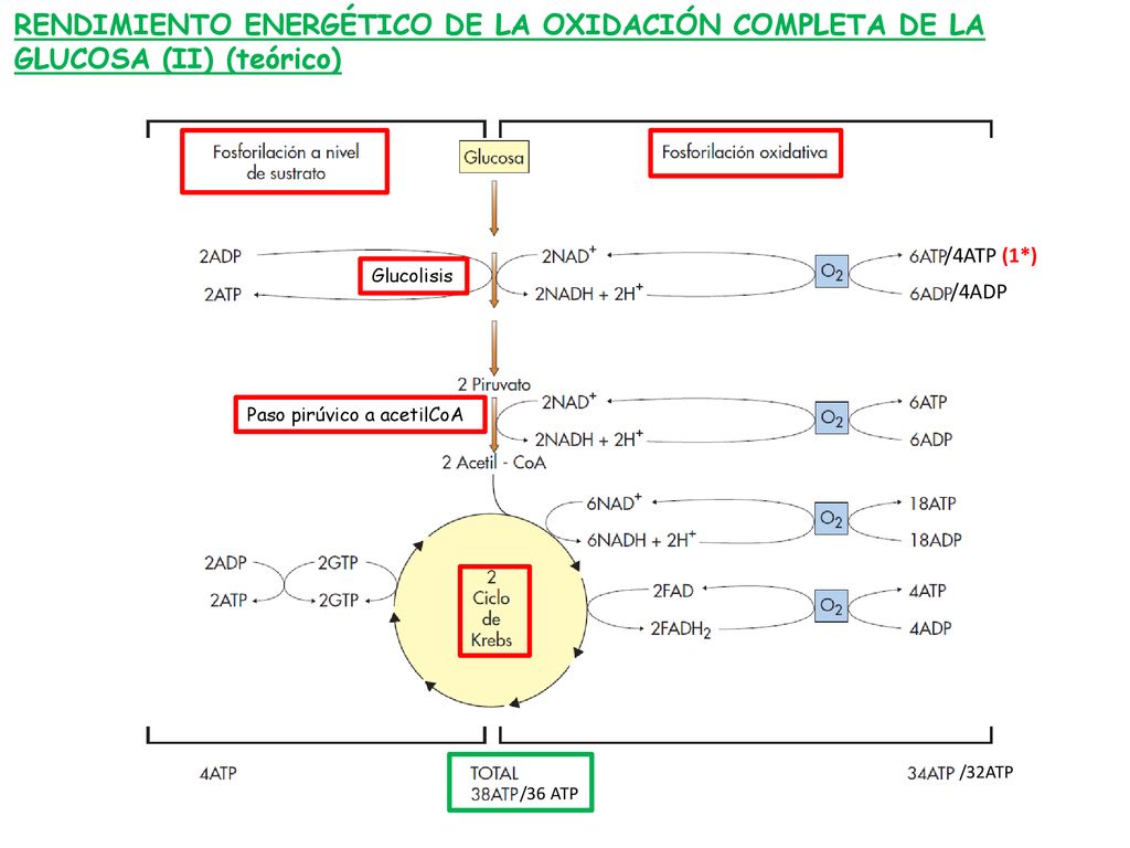RENDIMIENTO ENERGÉTICO DE LA OXIDACIÓN COMPLETA DE LA GLUCOSA (II) (teórico)