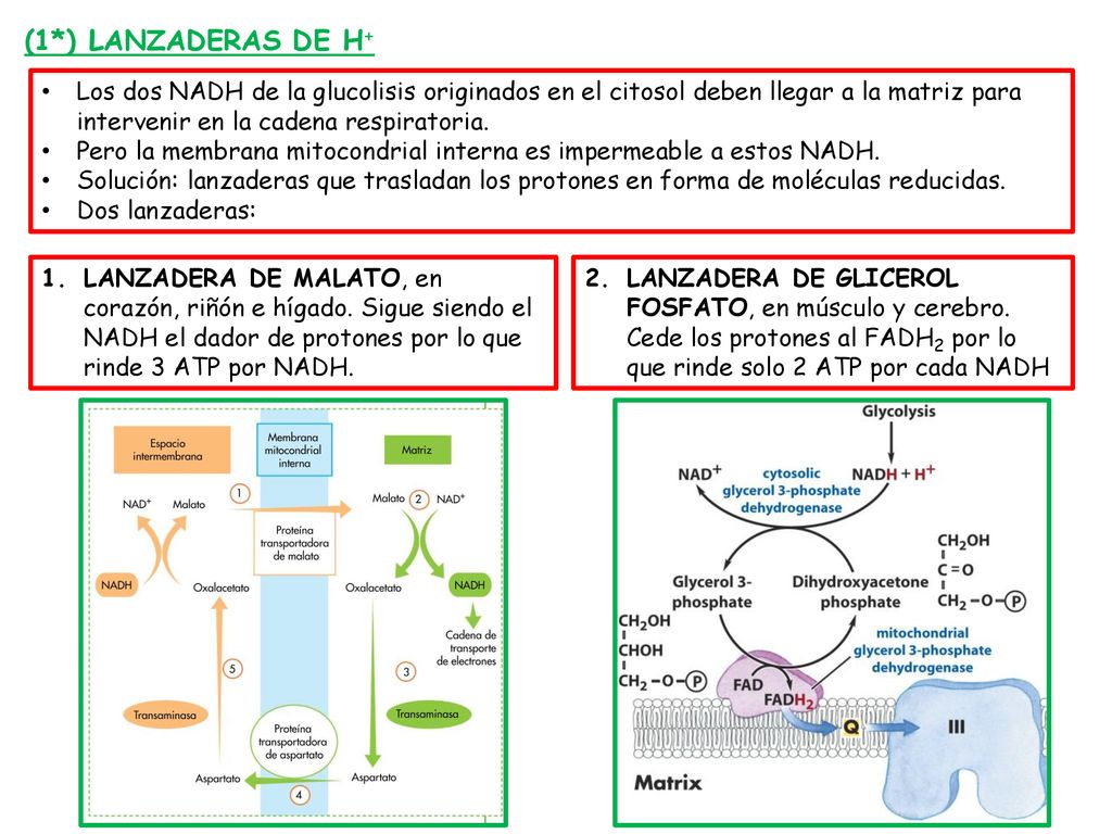 (1*) LANZADERAS DE H+ Los dos NADH de la glucolisis originados en el citosol deben llegar a la matriz para intervenir en la cadena respiratoria.