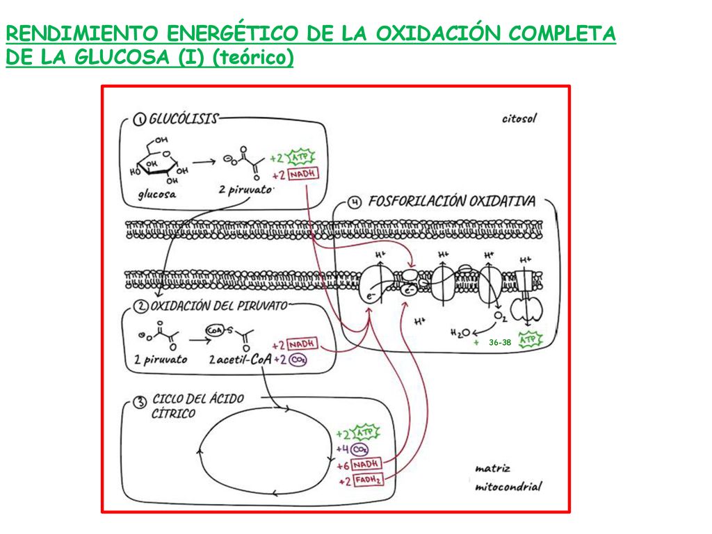 RENDIMIENTO ENERGÉTICO DE LA OXIDACIÓN COMPLETA DE LA GLUCOSA (I) (teórico)