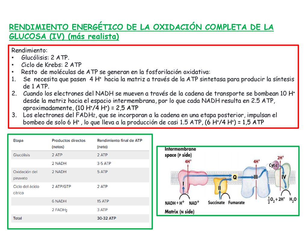 RENDIMIENTO ENERGÉTICO DE LA OXIDACIÓN COMPLETA DE LA GLUCOSA (IV) (más realista)