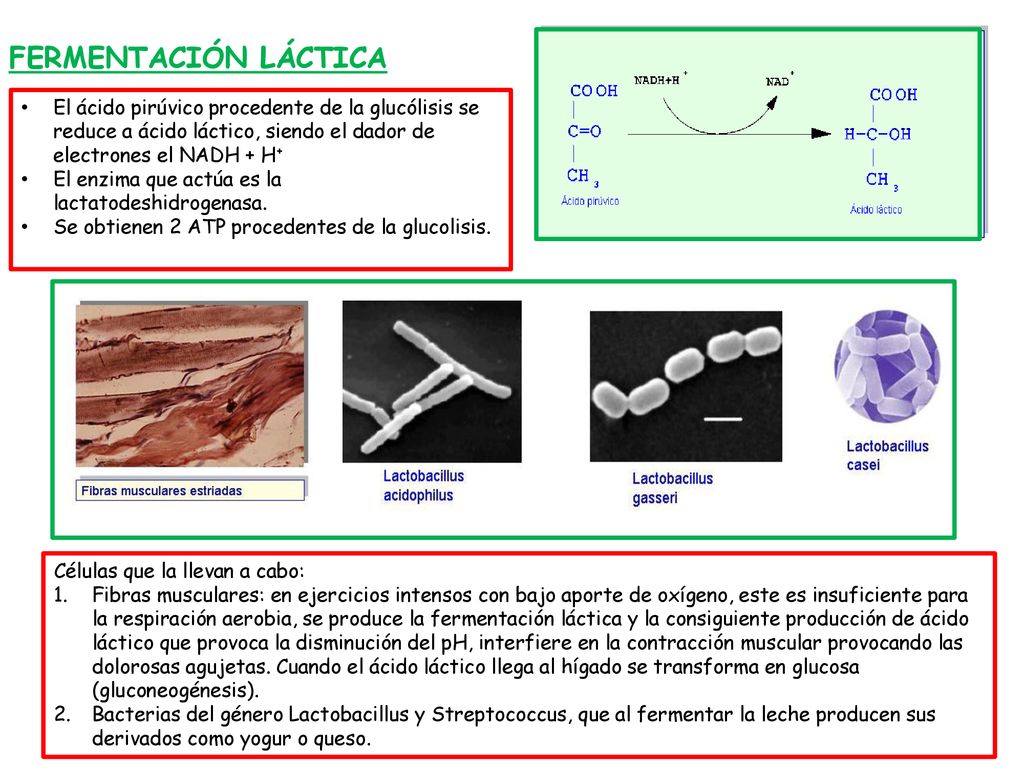 FERMENTACIÓN LÁCTICA El ácido pirúvico procedente de la glucólisis se reduce a ácido láctico, siendo el dador de electrones el NADH + H+