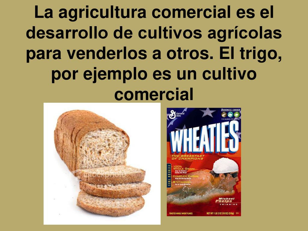 La agricultura comercial es el desarrollo de cultivos agrícolas para venderlos a otros.
