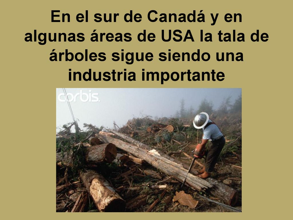 En el sur de Canadá y en algunas áreas de USA la tala de árboles sigue siendo una industria importante