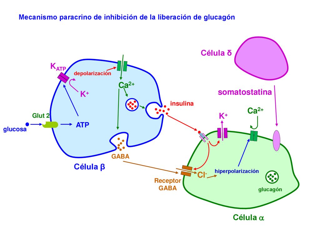 Célula δ KATP Ca2+ somatostatina K+ Ca2+ K+ Célula β Cl- Célula 
