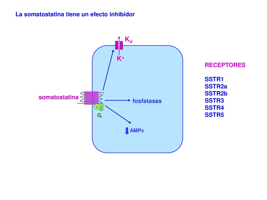 Kir K+ La somatostatina tiene un efecto inhibidor RECEPTORES SSTR1